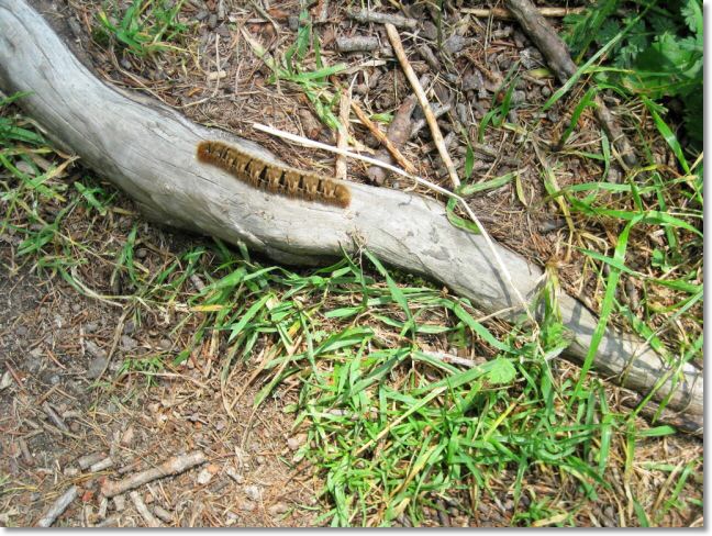 Via Spluga 2010 (136).jpg